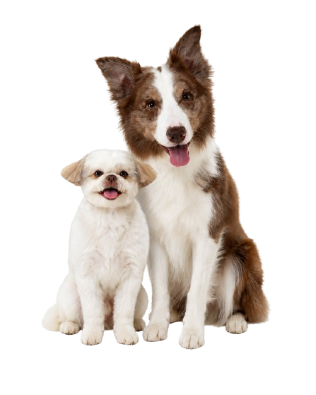 racao caes cachorros spert (2)