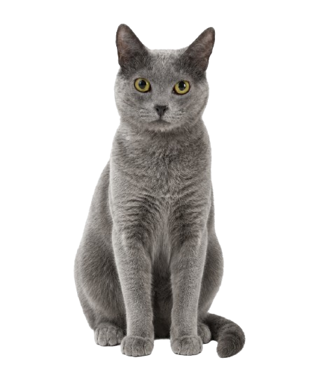 racao gatos spert (2)